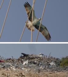 Osprey near our mast and on a ground nest